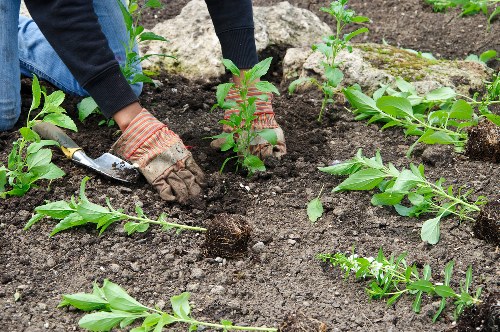 Routine tree maintenance and pruning for Harlesden properties