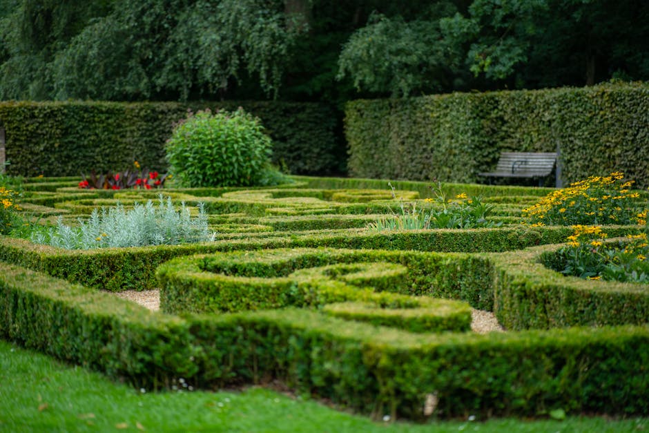 A neatly maintained formal garden featuring precisely trimmed boxwood hedges forming geometric patterns on a gravel pathway. In the background, a large rounded shrub with vibrant green foliage stands