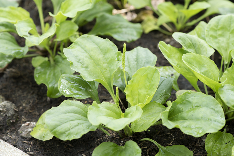 garden maintenance garden design